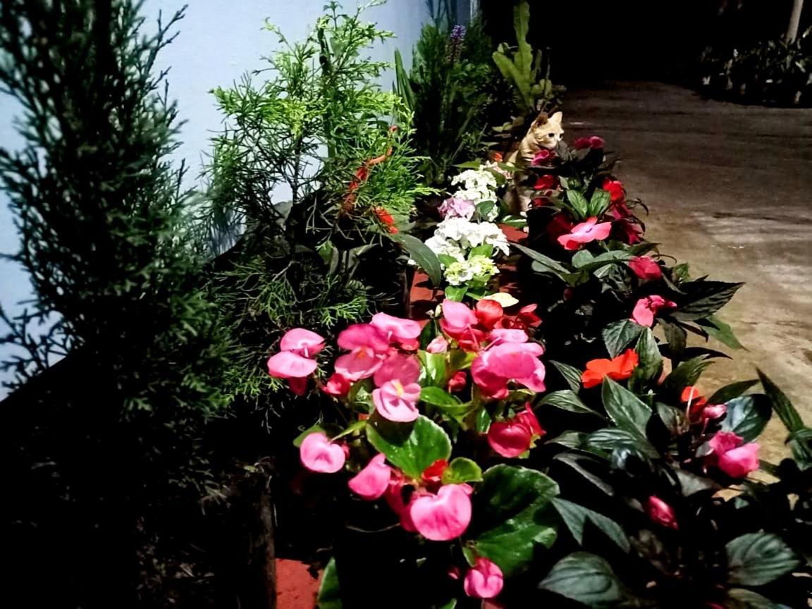 Silver Spruce Entire Nature Villa كوتاغيري المظهر الخارجي الصورة