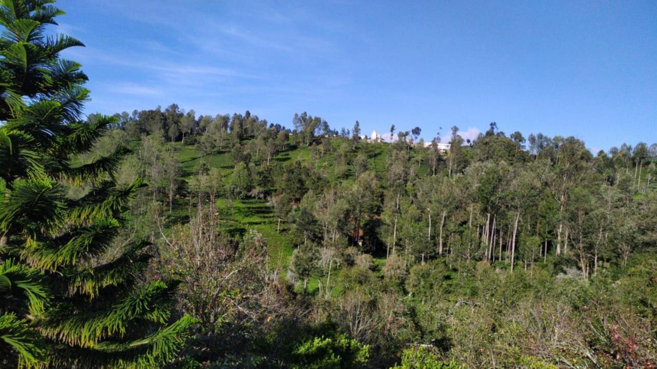 Silver Spruce Entire Nature Villa كوتاغيري المظهر الخارجي الصورة