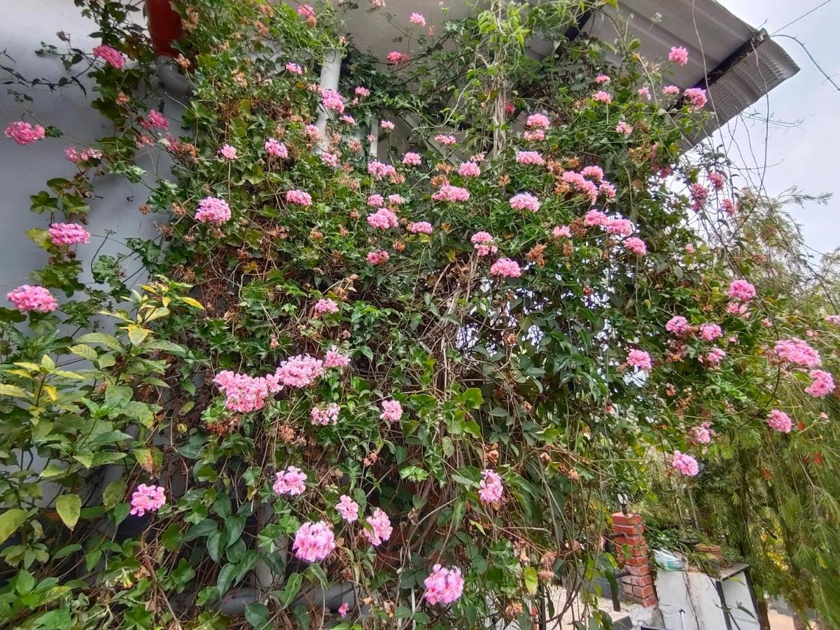 Silver Spruce Entire Nature Villa كوتاغيري المظهر الخارجي الصورة